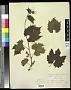 Vitis solonis Planch.