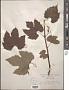 Vitis solonis Planch.
