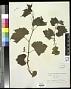Vitis solonis Planch.
