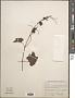 Vitis sp.