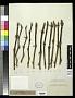 Vitis sp.