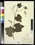 Vitis sp.
