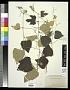 Vitis sp.
