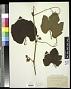 Vitis spaldingii, ined.