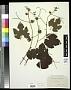 Vitis spaldingii, ined.
