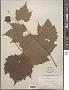 Vitis vulpina L.