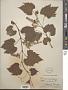 Vitis vulpina L.