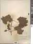 Vitis vulpina L.