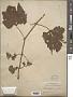 Vitis vulpina L.