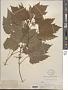 Vitis vulpina L.