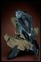 Vivianite