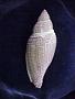 Volutocorbis abyssicola