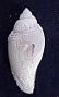 Volutocorbis abyssicola