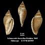 Volutocorbis boswellae
