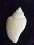 Volutocorbis lutosa
