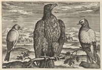 Wagtail, Eagle, and Turtledove