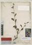 Waltheria detonsa A. Gray