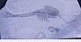 Waptia fieldensis Walcott
