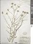 Warea carteri Small