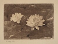 Waterlilies