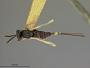 Websterellus tritici