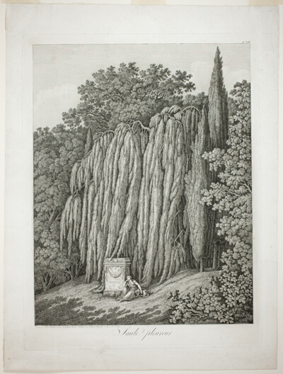 Weeping Willow