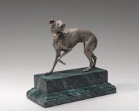 Whippet