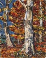 White Beeches in Fall