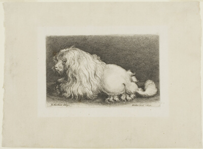 White Dog