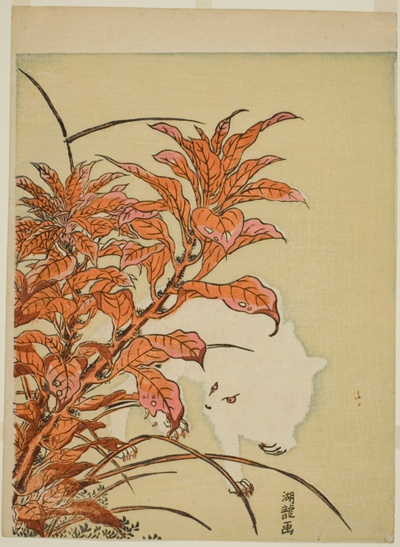 White Rabbit and Amaranth