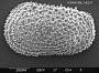 Wichmannella sp.