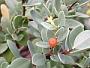 Wikstroemia uva-ursi A. Gray var. uva-ursi