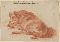 Wild Boar