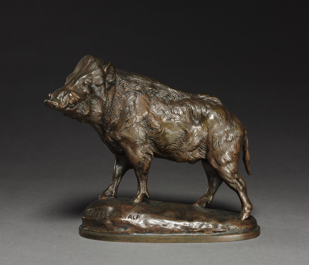 Wild Boar