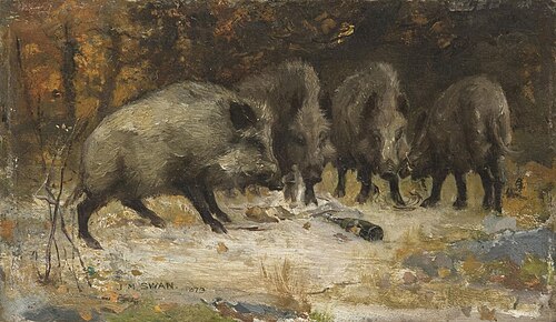 Wild Boars