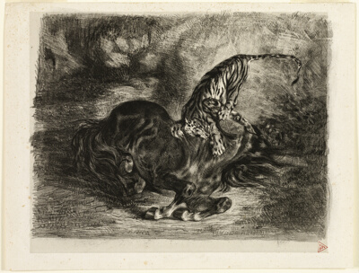 Wild Horse Brought Down by a Tiger