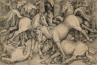 Wild Horses Fighting