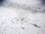 Wiley