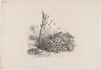 Withered Tree by a Pond
