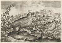 Woodpecker and Bunting