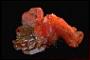 Wulfenite