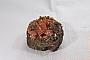 Wulfenite