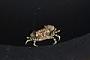 Xanthidae