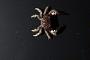 Xanthidae