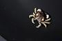 Xanthidae