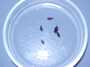 Xanthidae