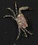 Xanthidae