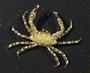 Xanthidae