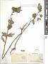 Xanthium indicum K.D. Koenig ex Roxb.