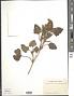 Xanthium macracarpum DC.